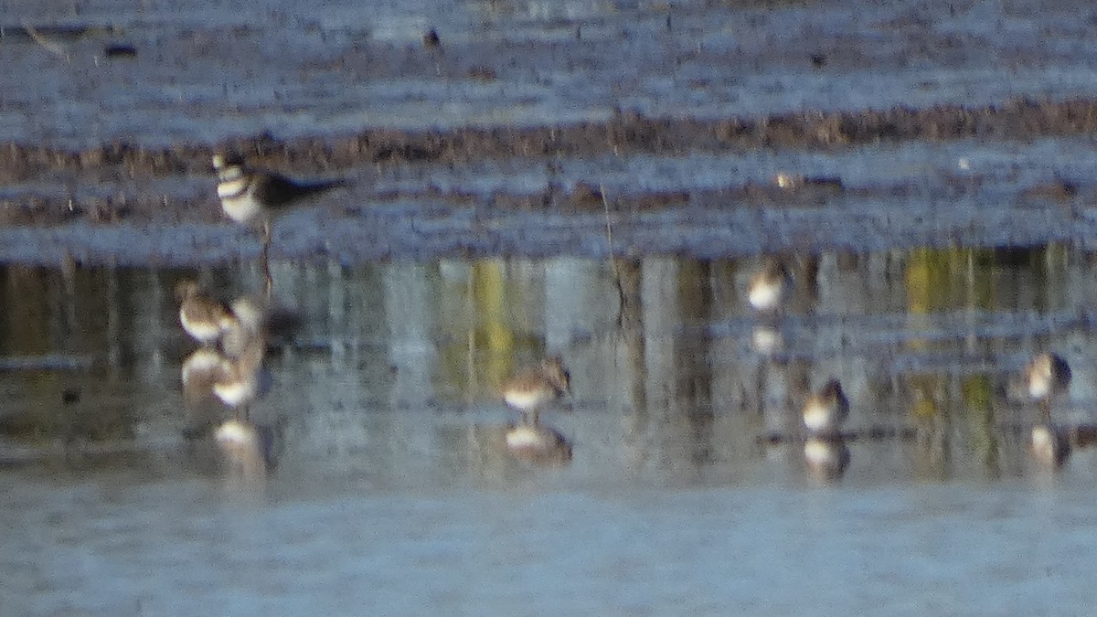 Least Sandpiper - ML646002696