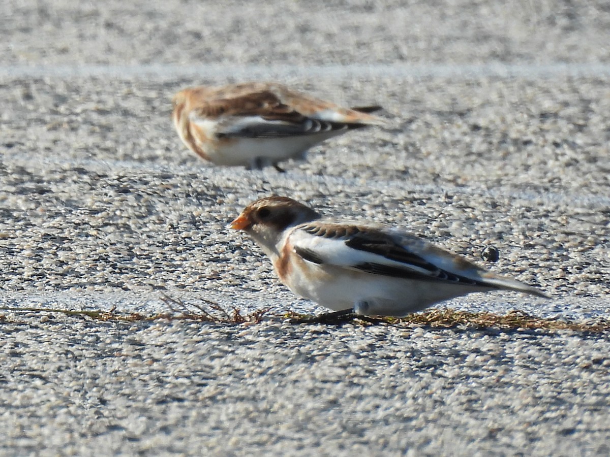 雪鵐 - ML646002697