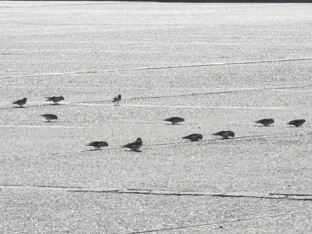 雪鵐 - ML646002698