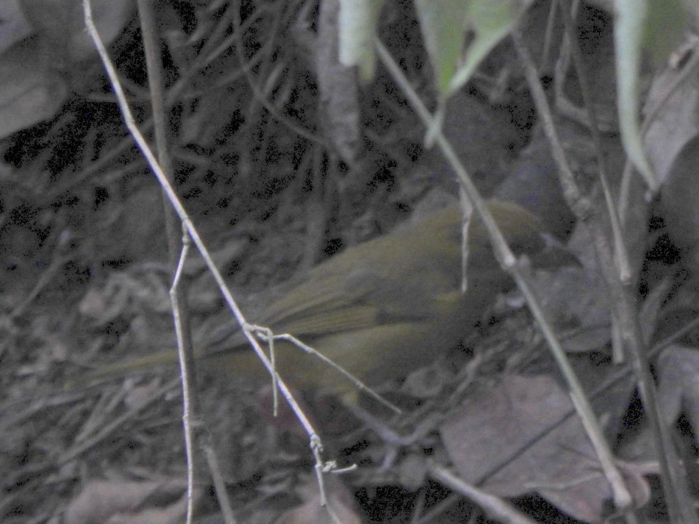 Hepatic Tanager - ML646002699