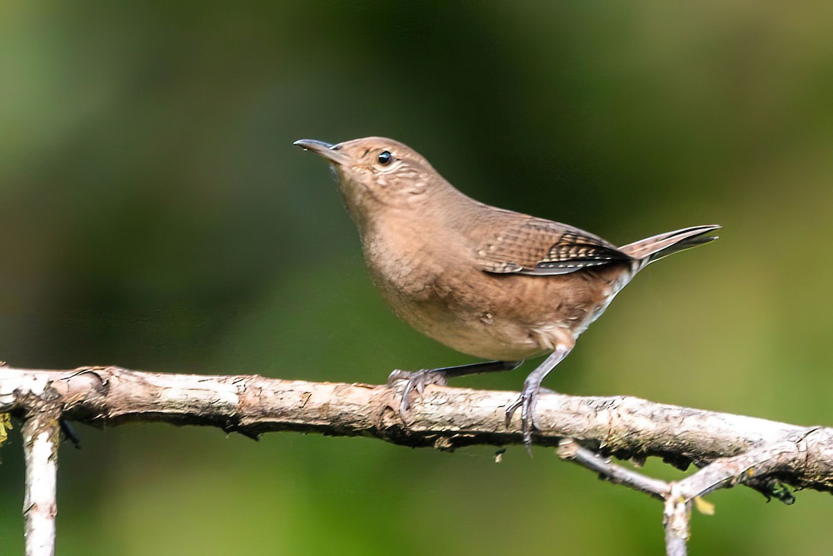 Southern House Wren - ML646002701