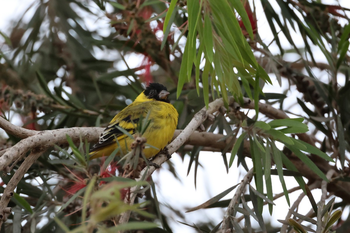 Hooded Siskin - ML646002702