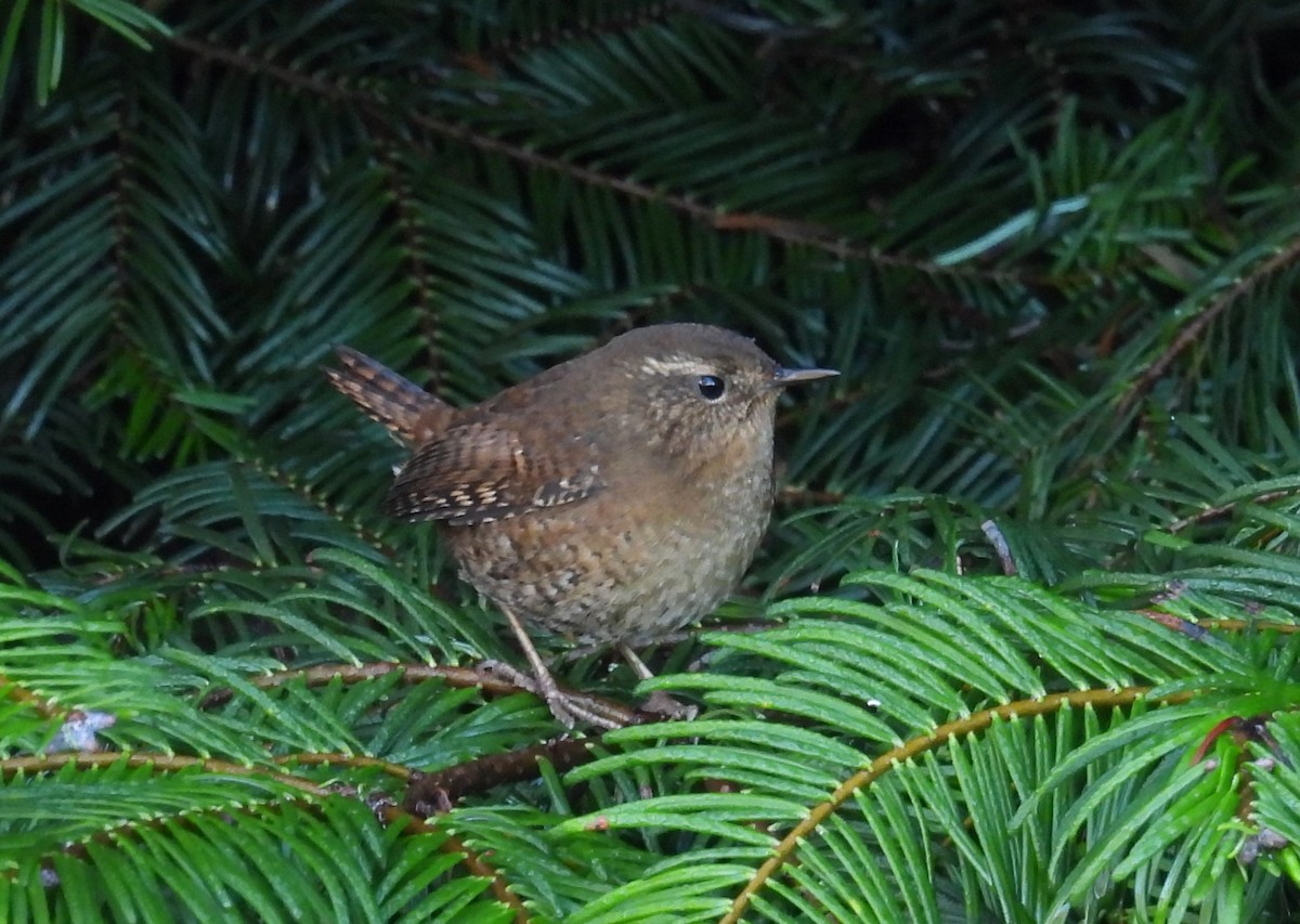 Pacific Wren - ML646002703