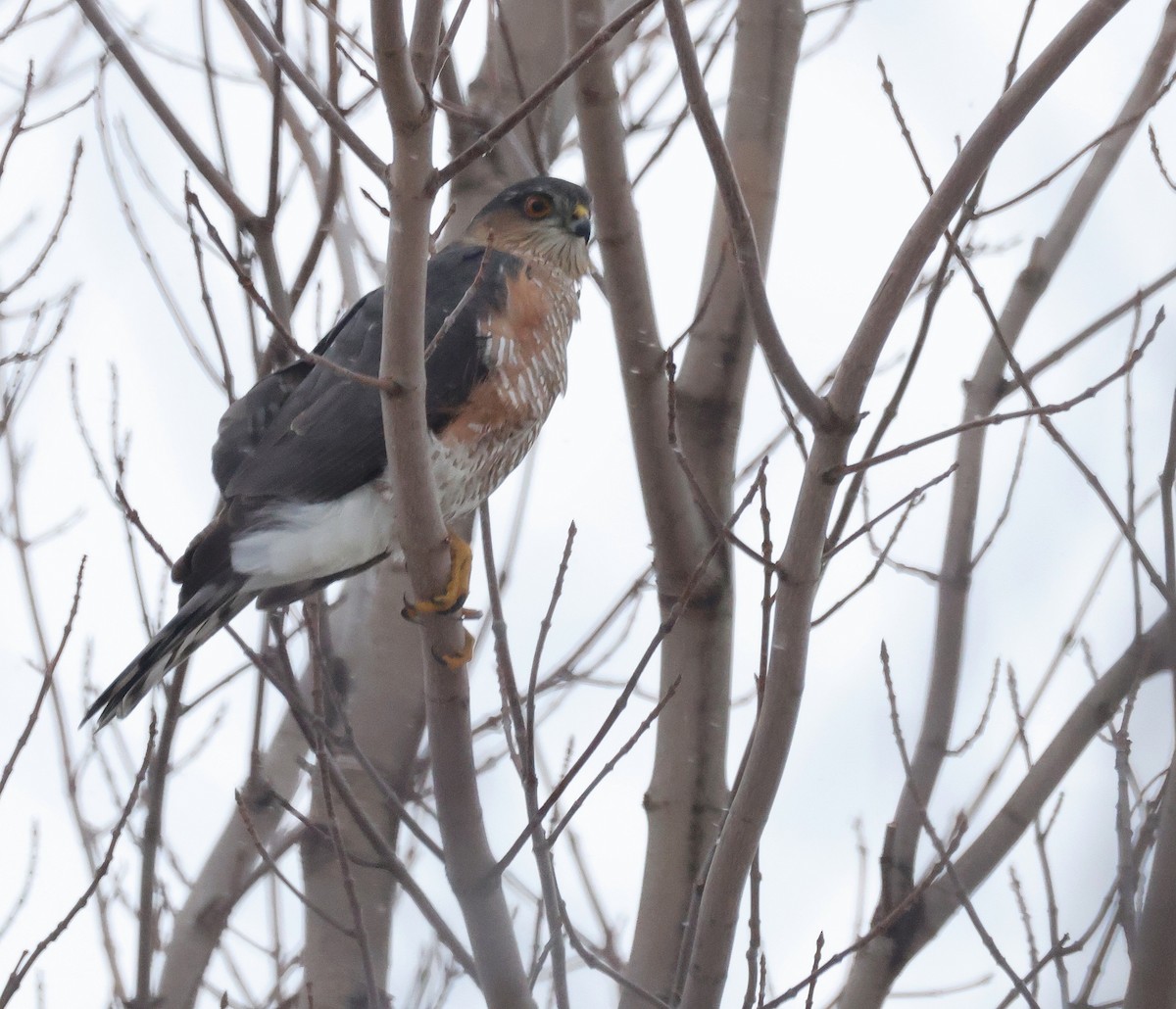 Sharp-shinned Hawk - ML646002704