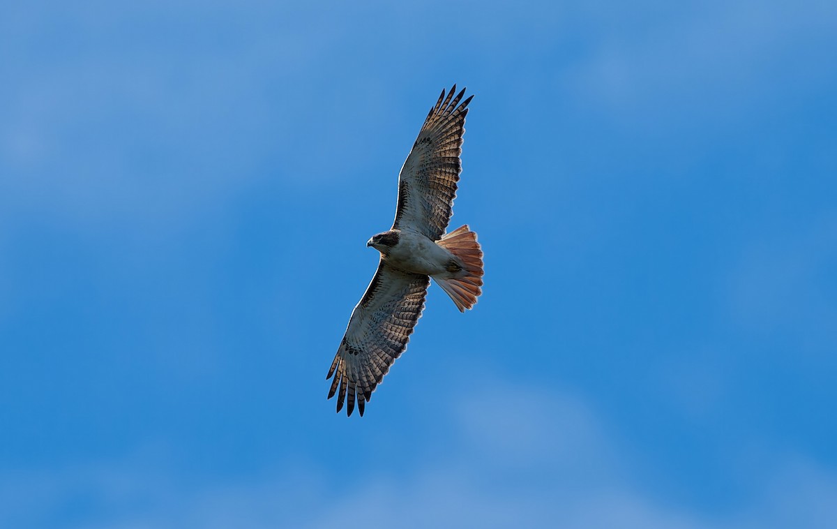 Red-tailed Hawk - ML646002705