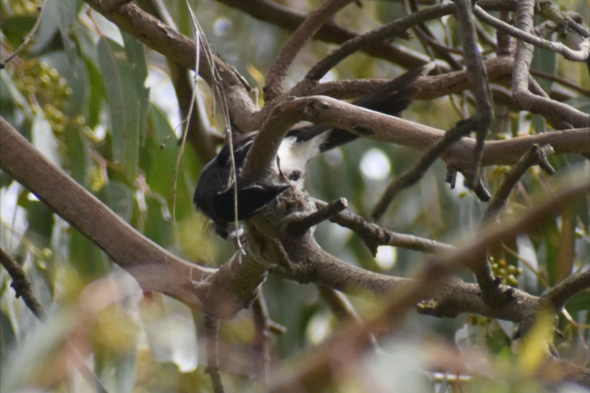 Willie-wagtail - ML646002707