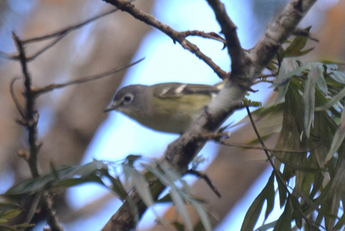Blue-headed Vireo - ML646002708