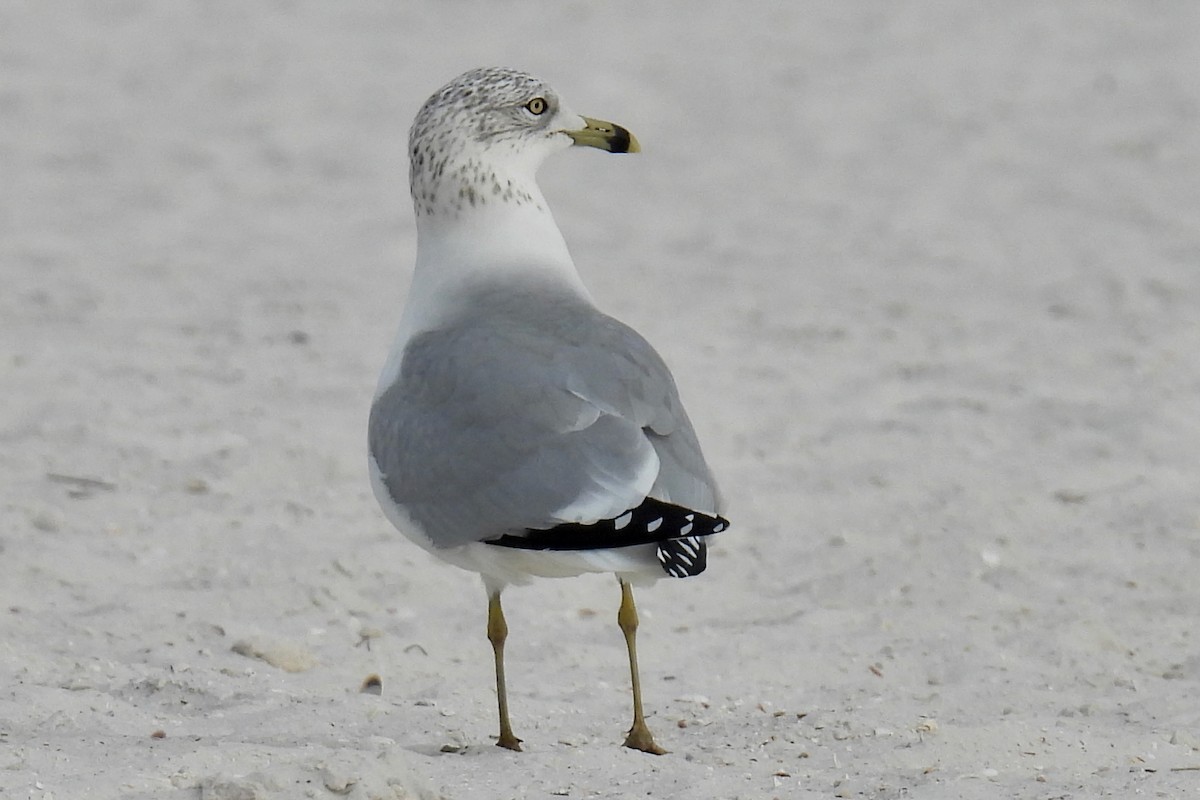 Ring-billed Gull - ML646002709