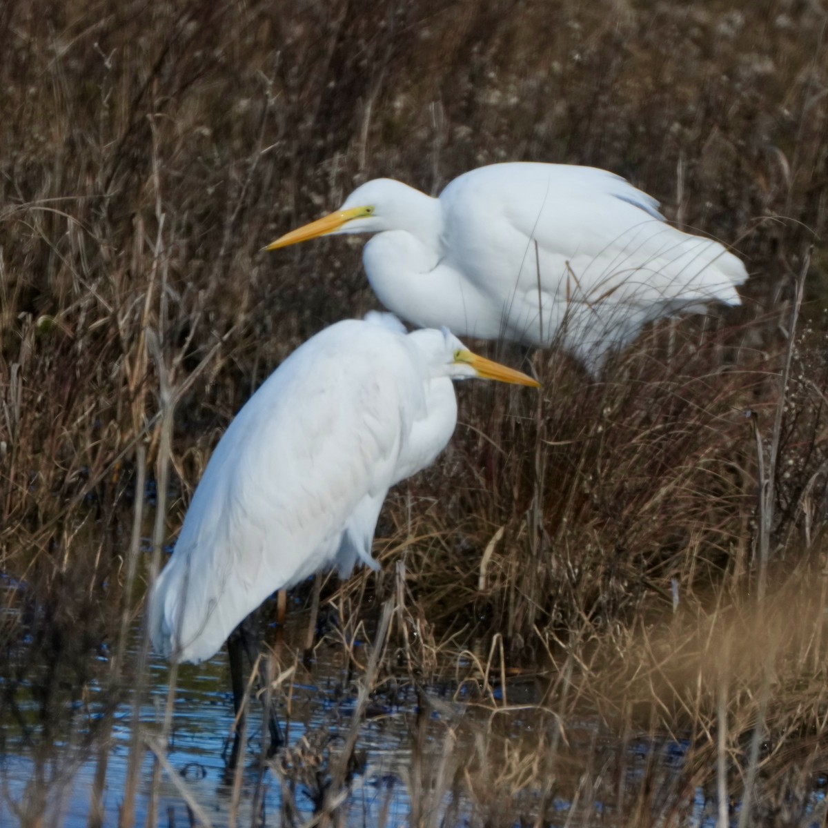 大白鷺 - ML646002710