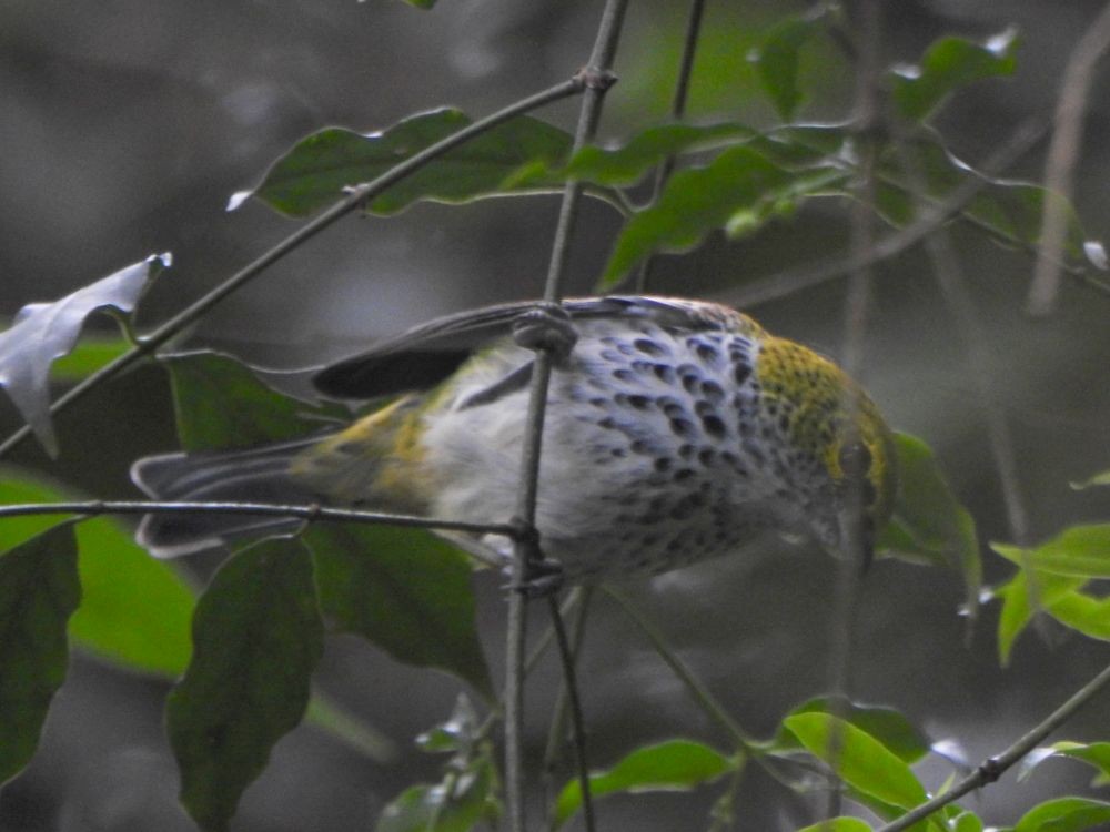 Speckled Tanager - ML646002711