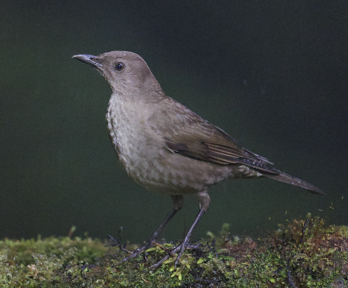 Black-billed Nightingale-Thrush - ML646002712