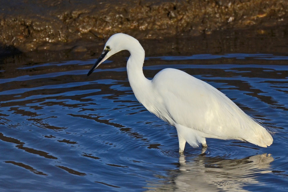 小白鷺 - ML646002713