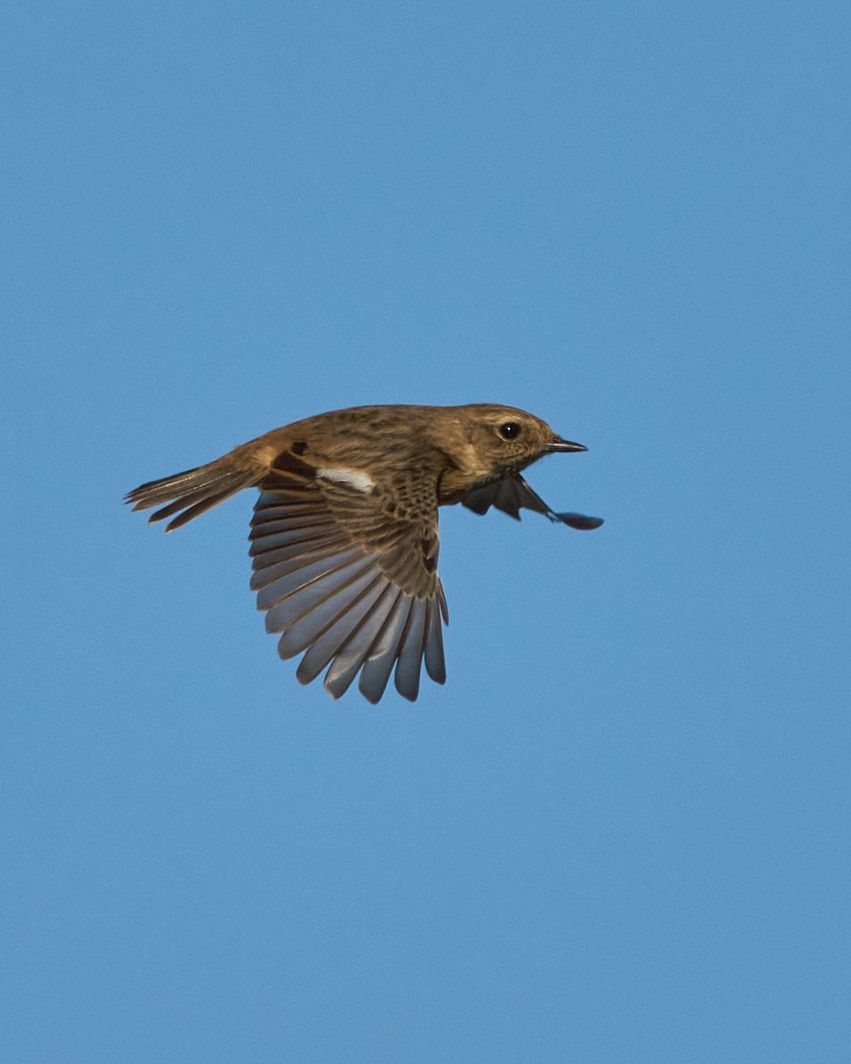 European Stonechat - ML646002714