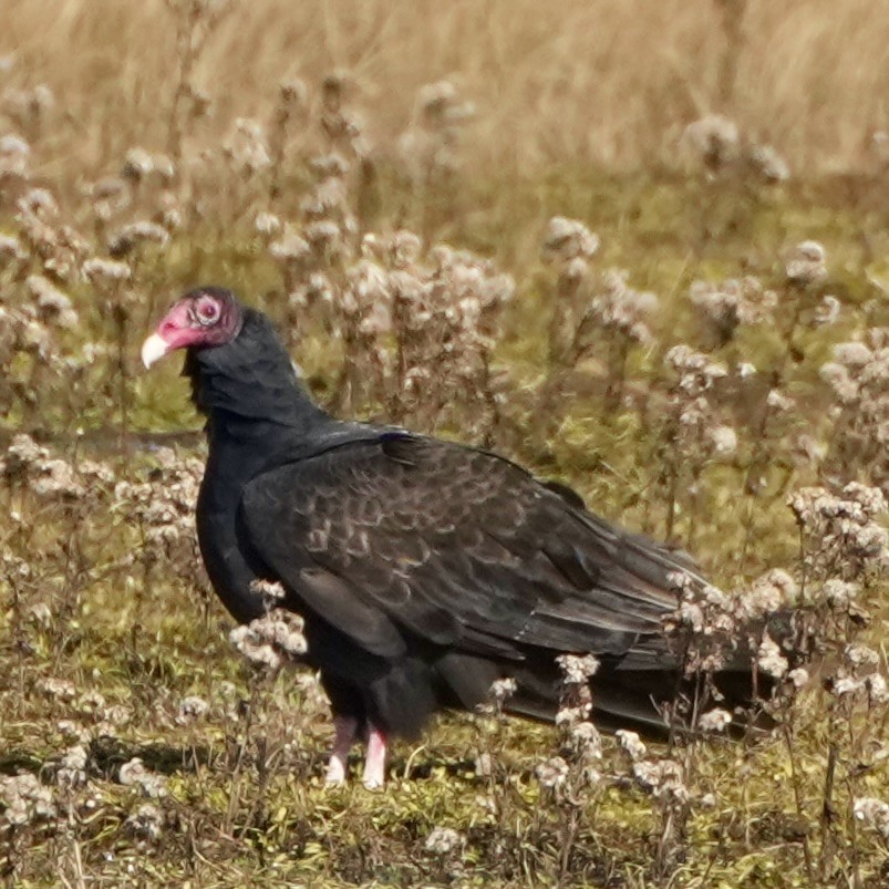 Turkey Vulture - ML646002716