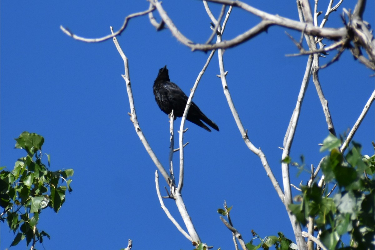 ミナミコワタリガラス - ML646002742