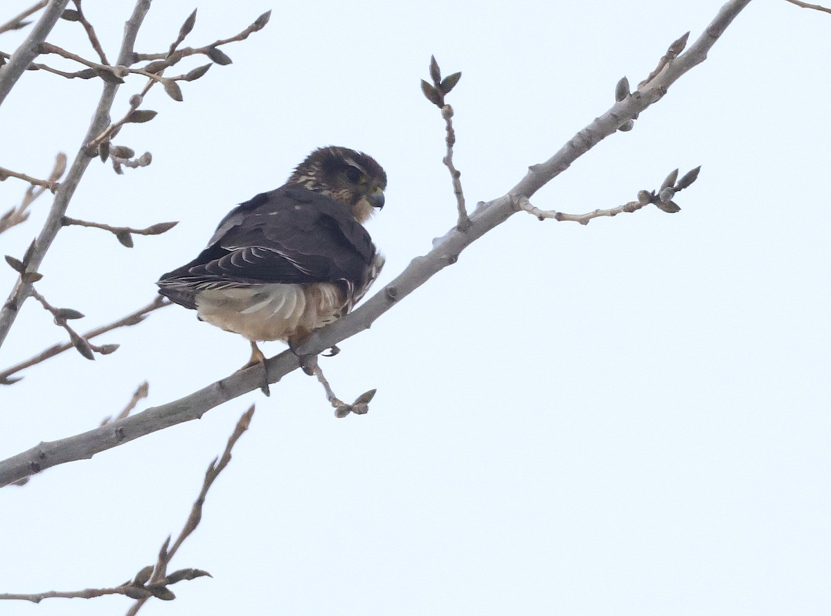 Merlin - ML646002745