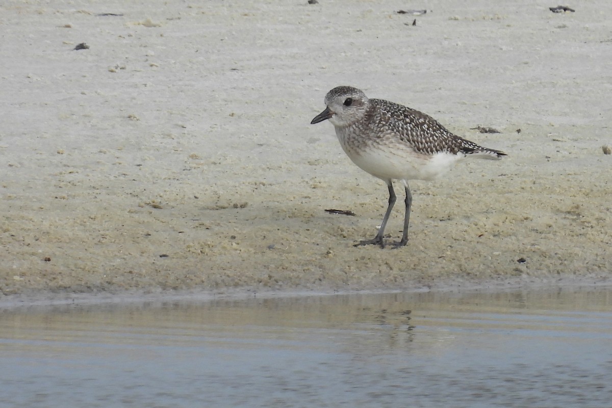 Pluvier argenté - ML646002749