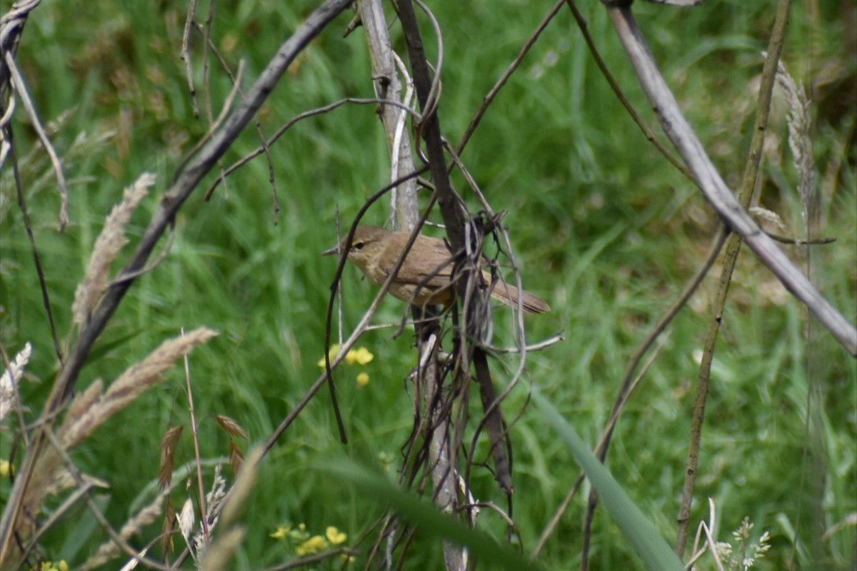 Australian Reed Warbler - ML646002753