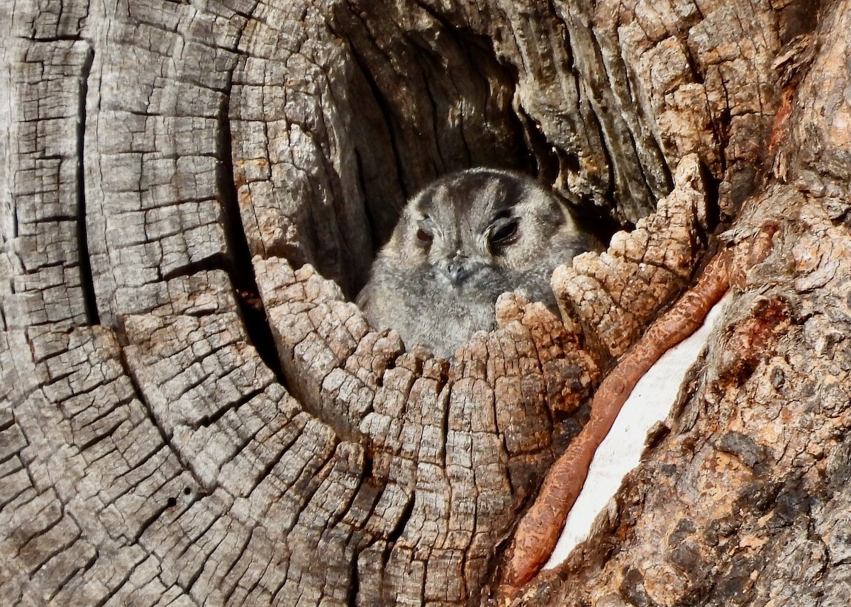 Australian Owlet-nightjar - ML646002761