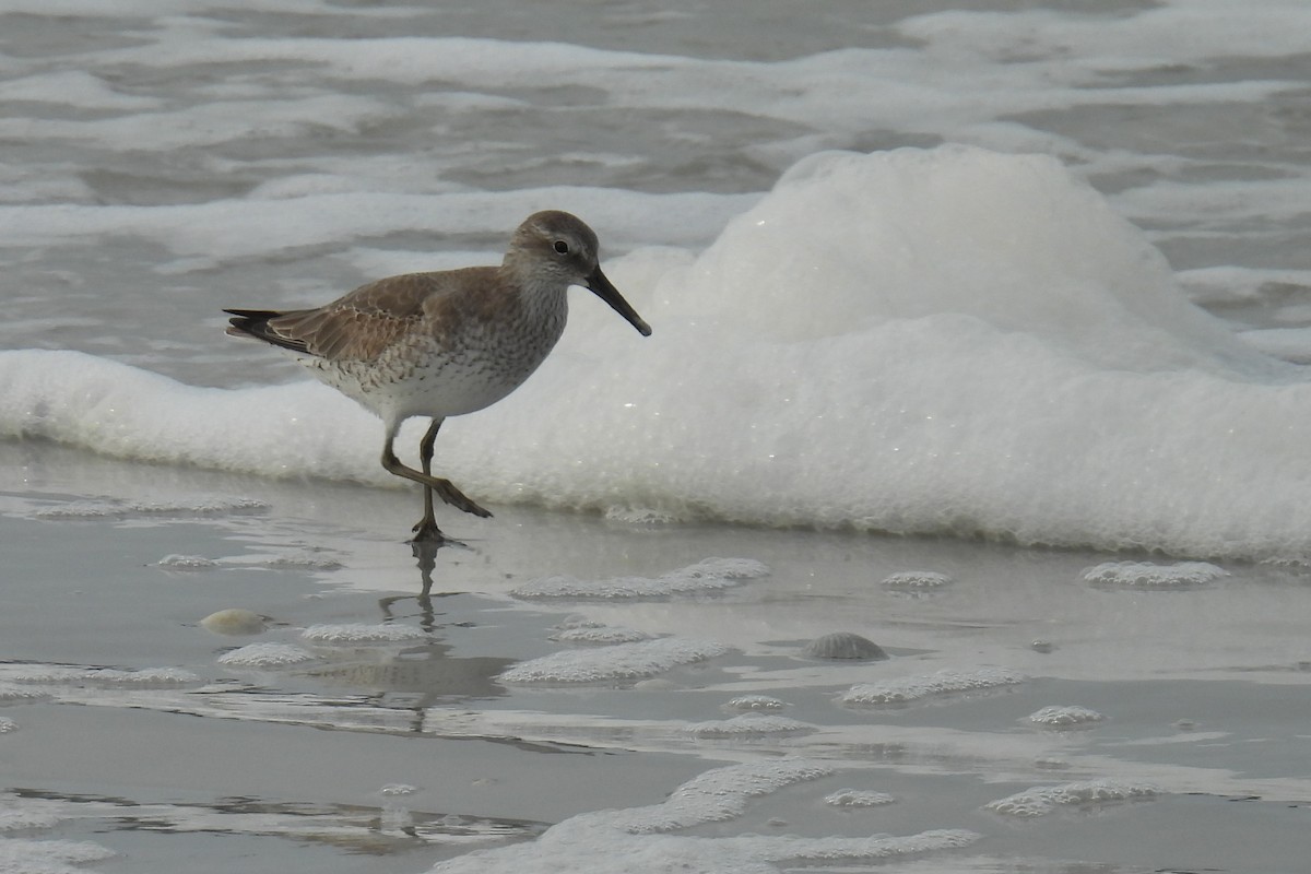 jespák rezavý - ML646002763