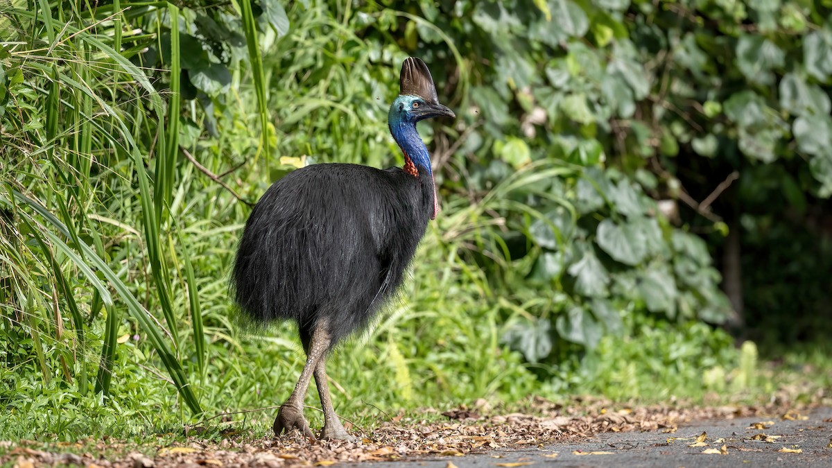 toflikkasuar - ML646002766