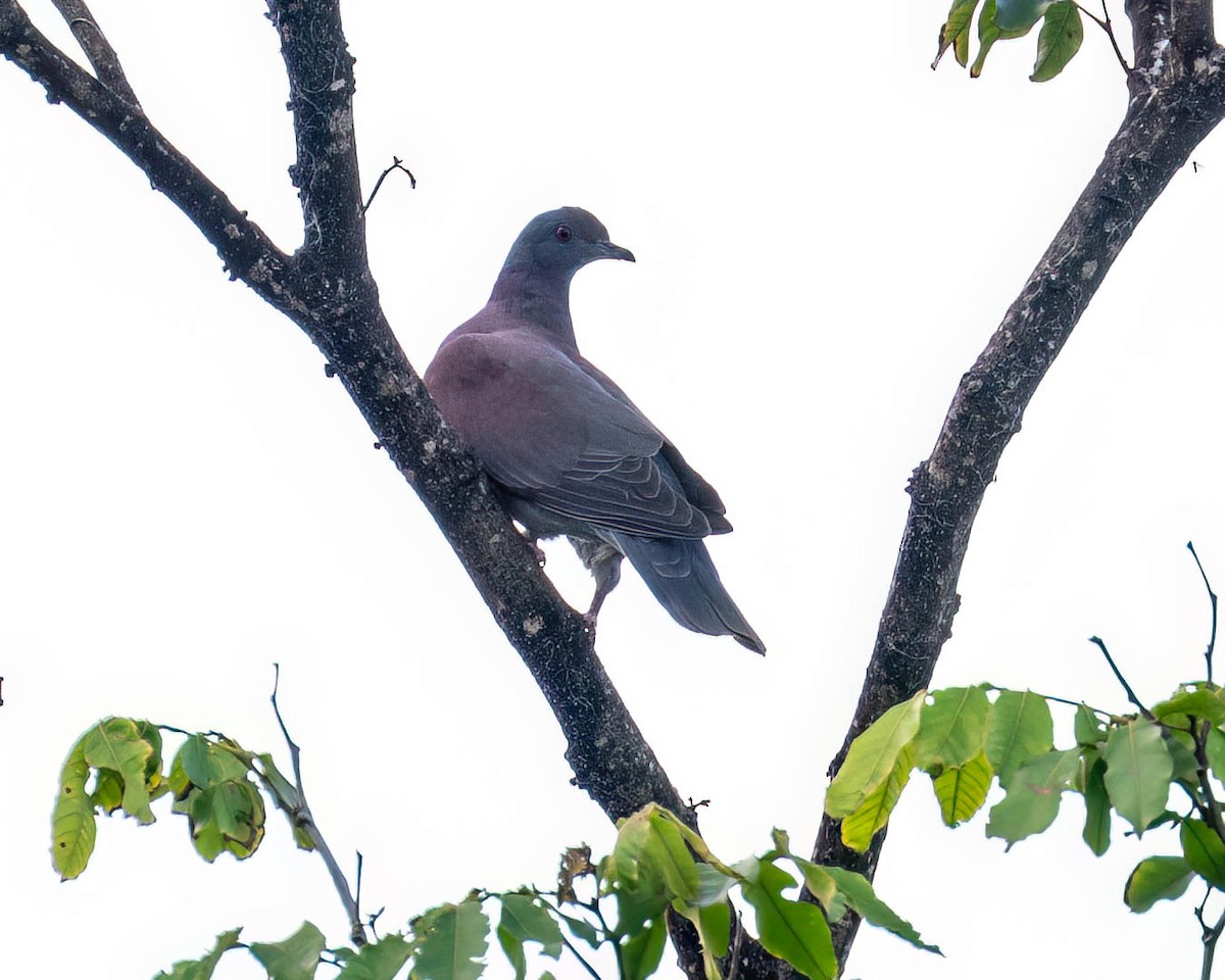 Paloma Colorada - ML646002770