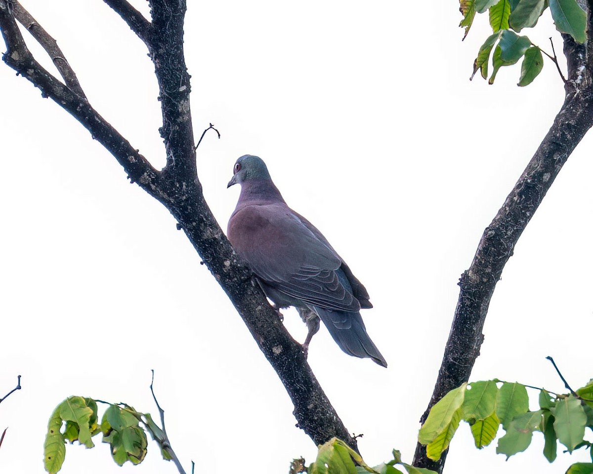 Paloma Colorada - ML646002771