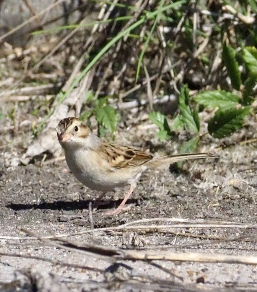 Clay-colored Sparrow - ML646002782