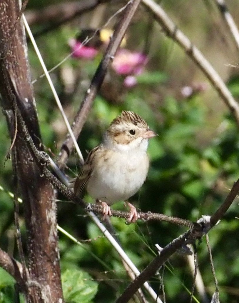 Clay-colored Sparrow - ML646002783