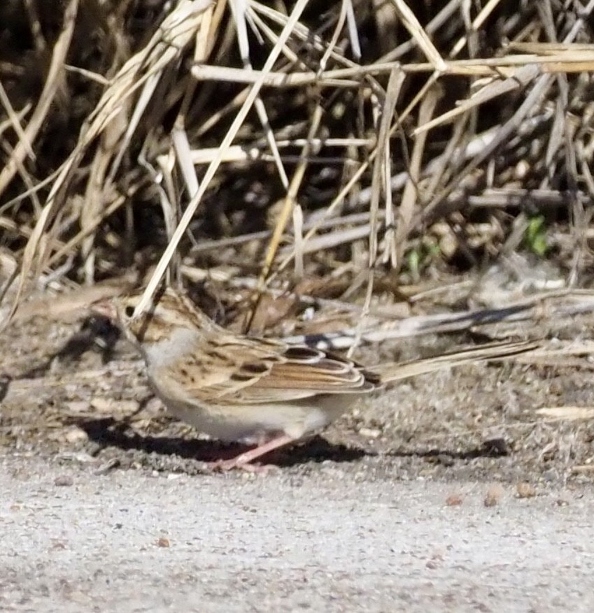 Clay-colored Sparrow - ML646002784