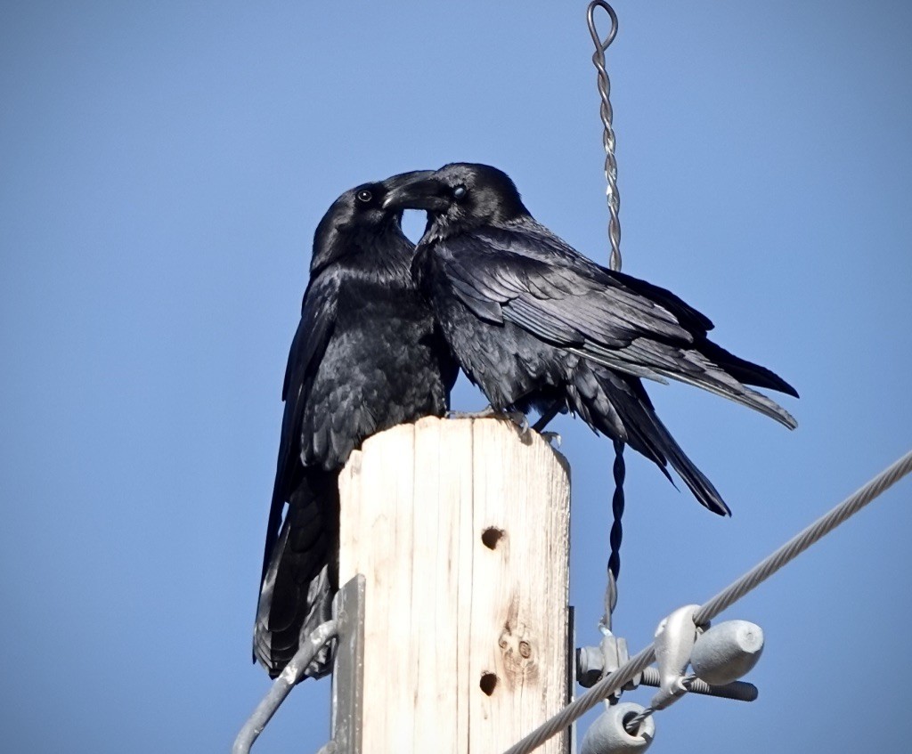 krkavec mexický - ML646002794