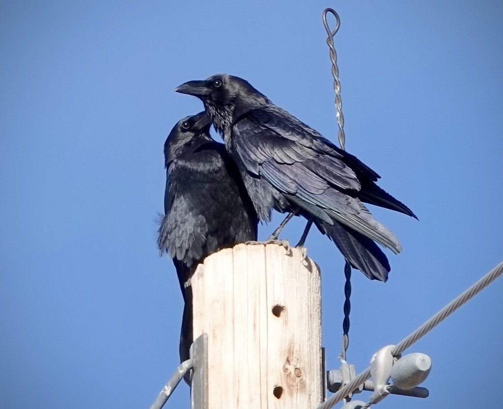 krkavec mexický - ML646002795