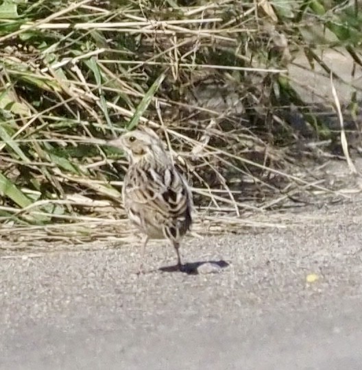 Savannah Sparrow - ML646002799