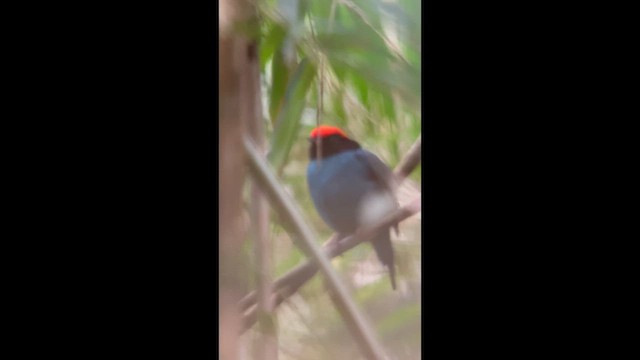 Swallow-tailed Manakin - ML646002809