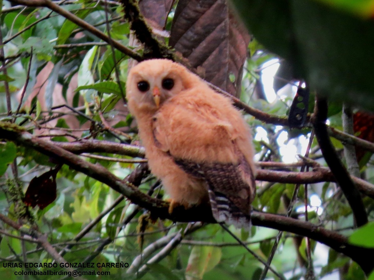 Benekli Alaca Baykuş - ML646002811