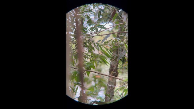 Swallow-tailed Manakin - ML646002812