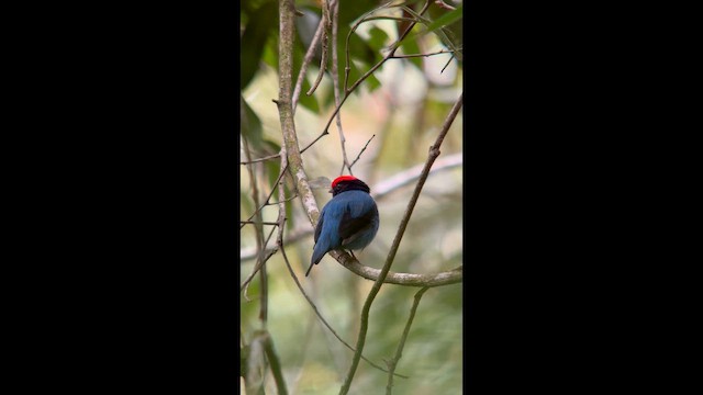 Swallow-tailed Manakin - ML646002813
