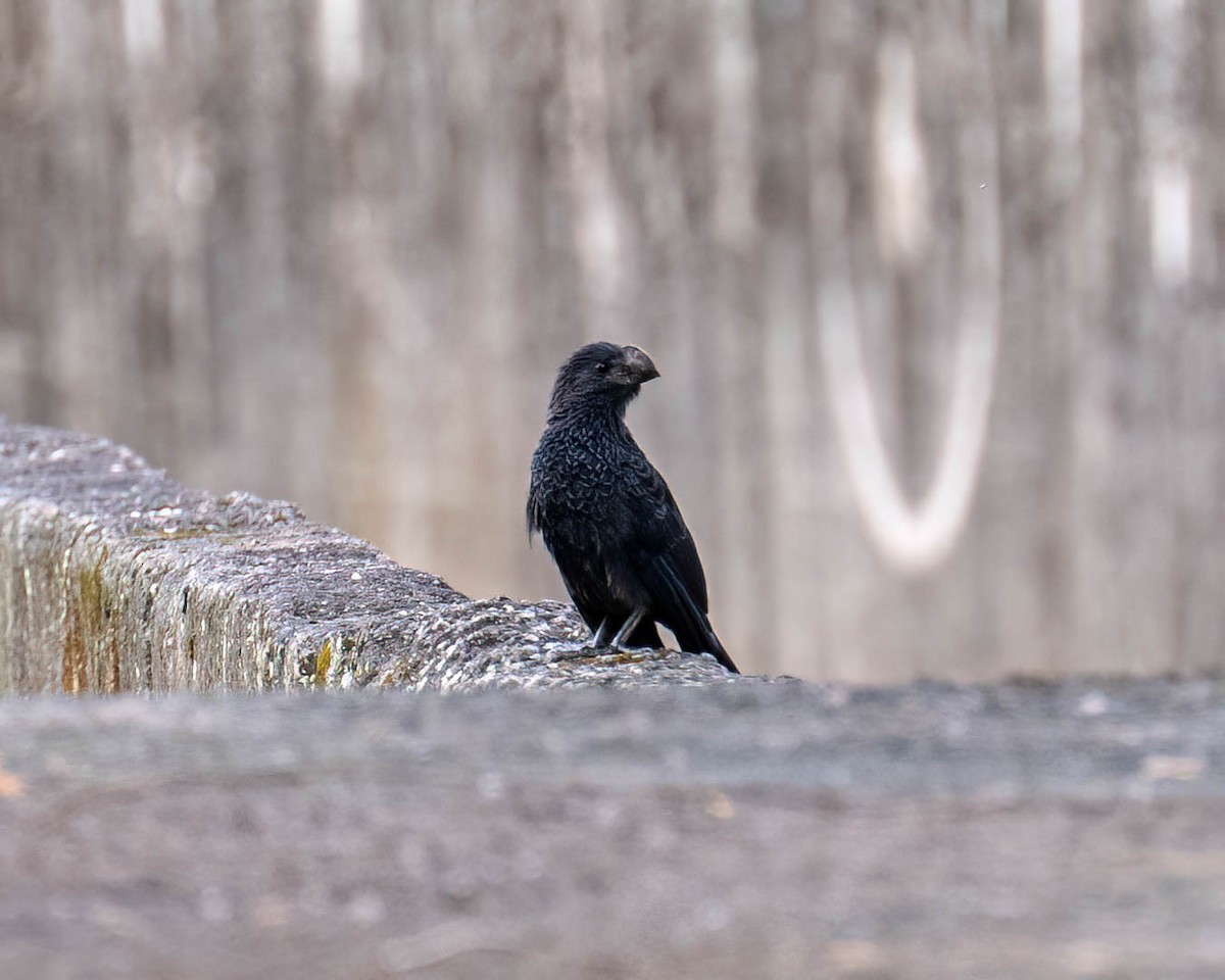 Smooth-billed Ani - ML646002819