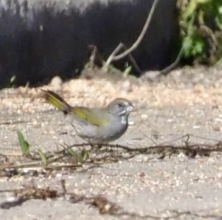 Green-tailed Towhee - ML646002821
