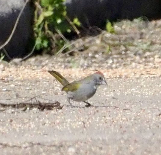 Green-tailed Towhee - ML646002822