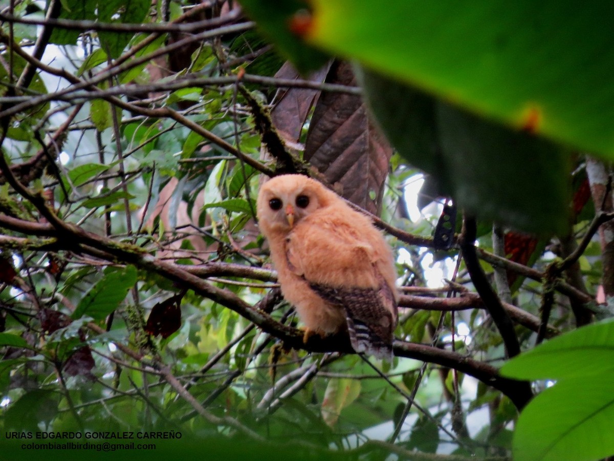 Benekli Alaca Baykuş - ML646002824