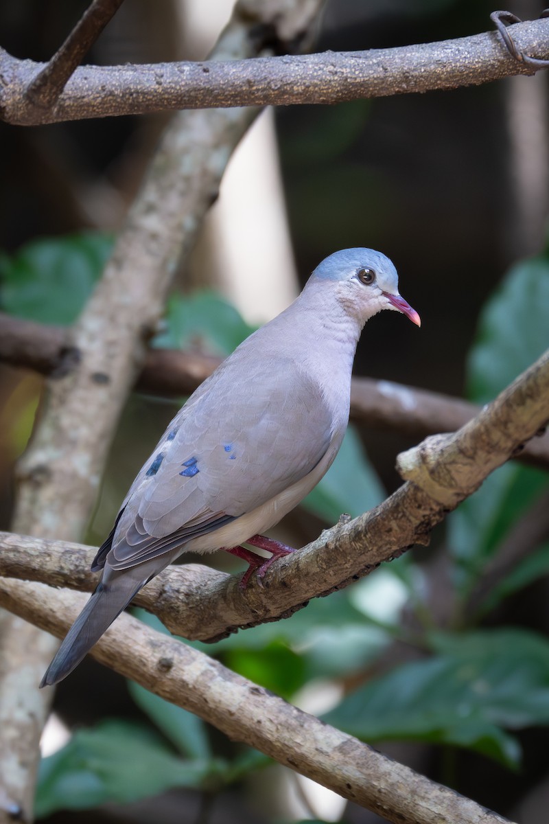 アオフバト - ML646002829