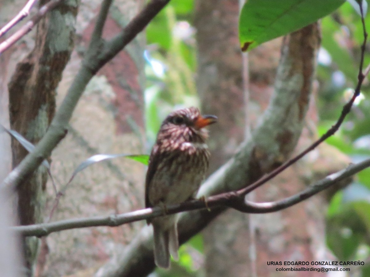 Ak Gerdanlı Pufkuşu - ML646002843