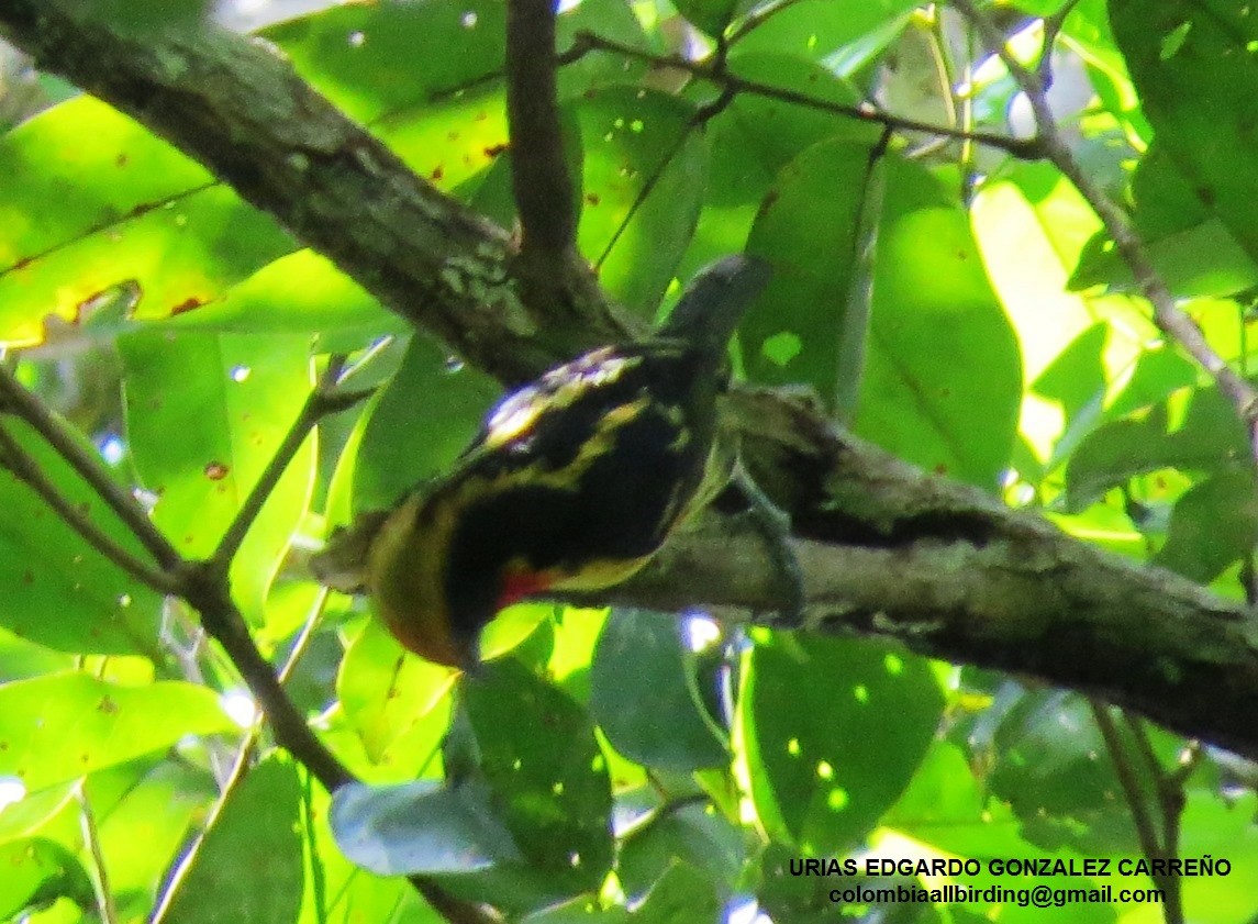 Yaldızlı Barbet - ML646002848