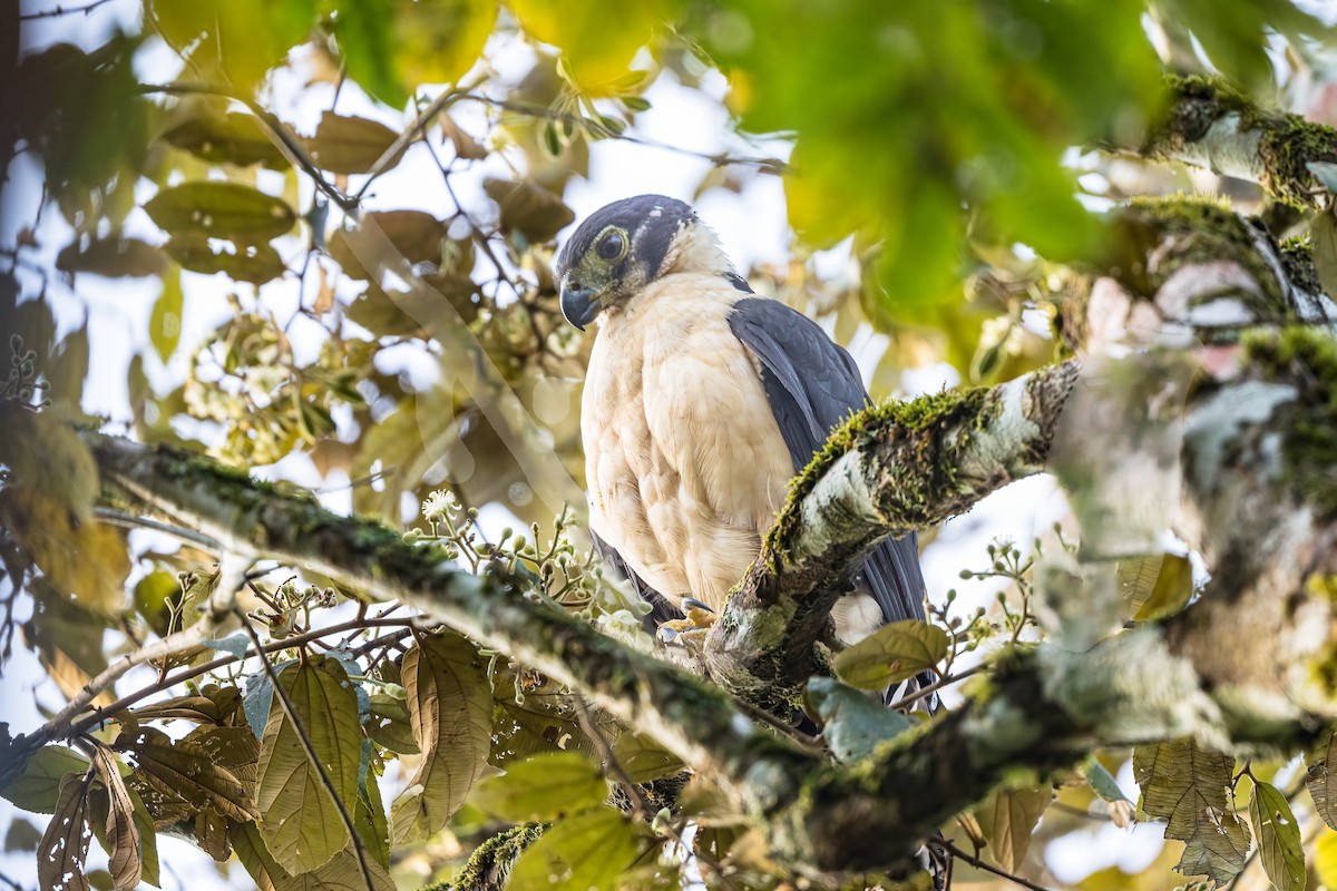 Collared Forest-Falcon - ML646002854