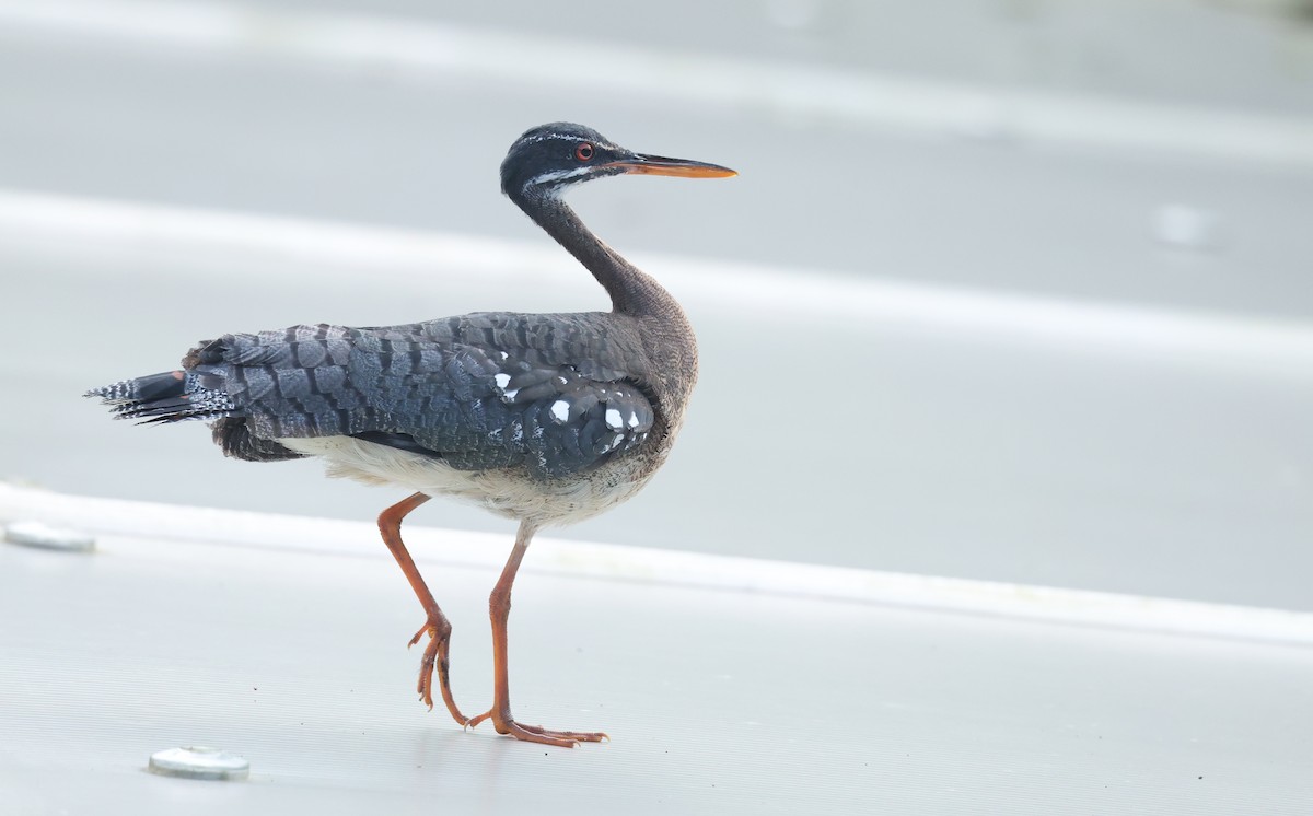 Sunbittern - ML646002855