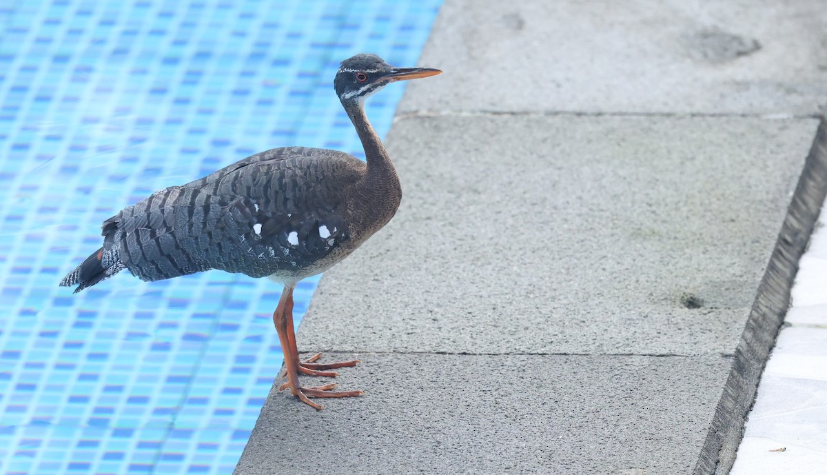 Sunbittern - ML646002856