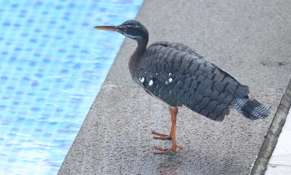 Sunbittern - ML646002857