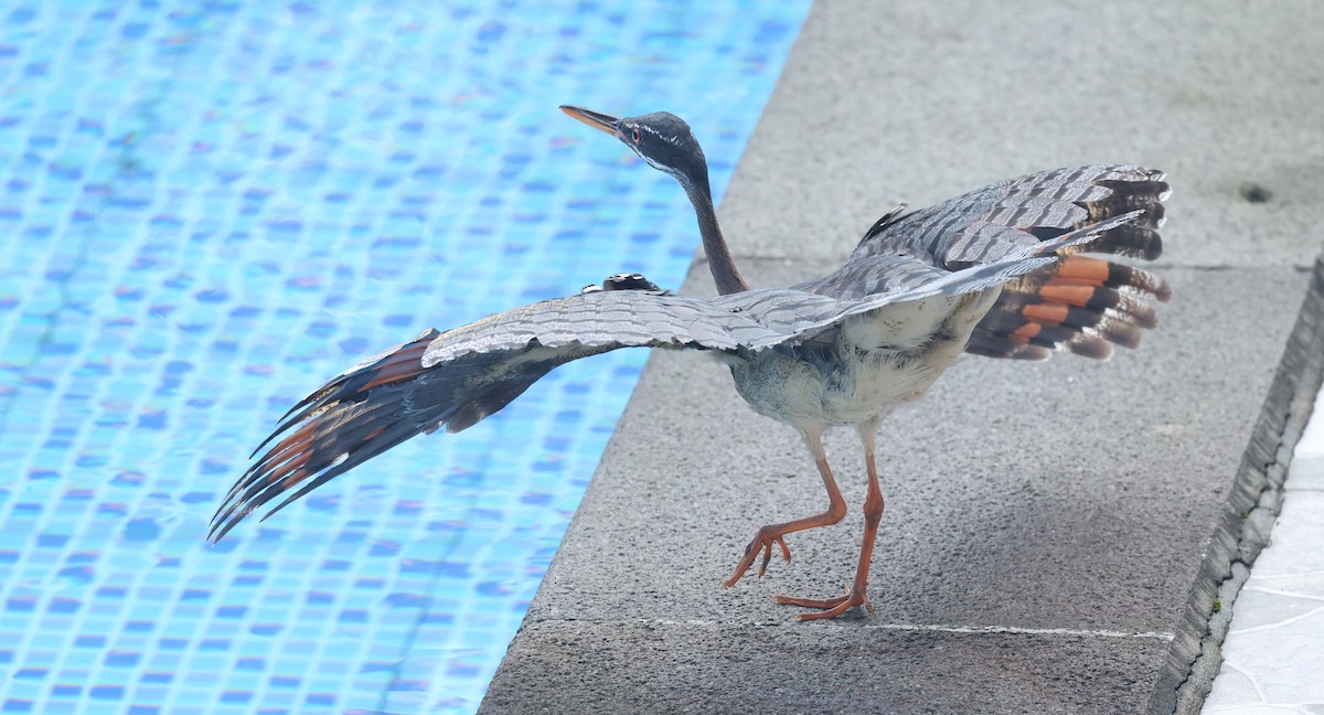 Sunbittern - ML646002858