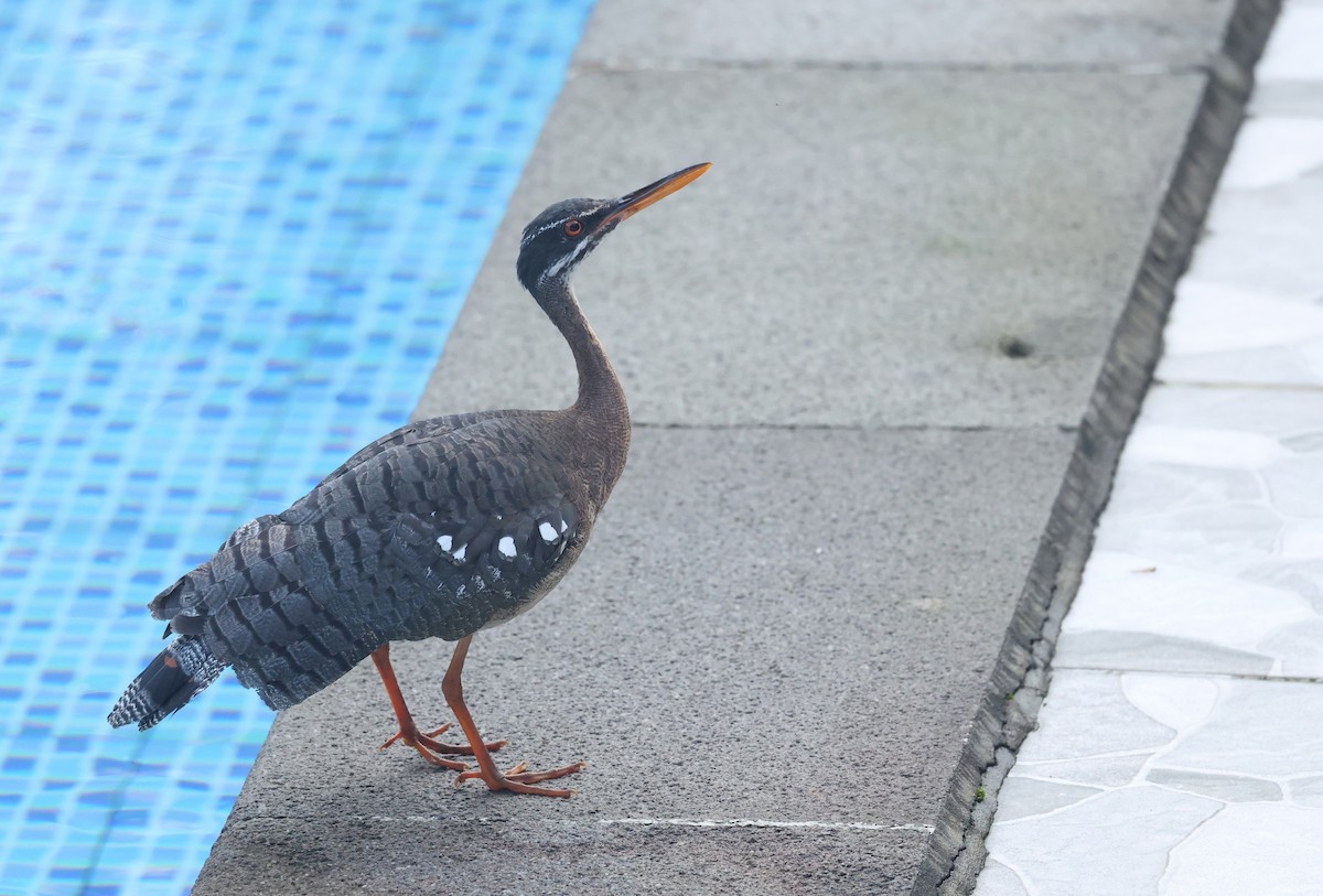 Sunbittern - ML646002859